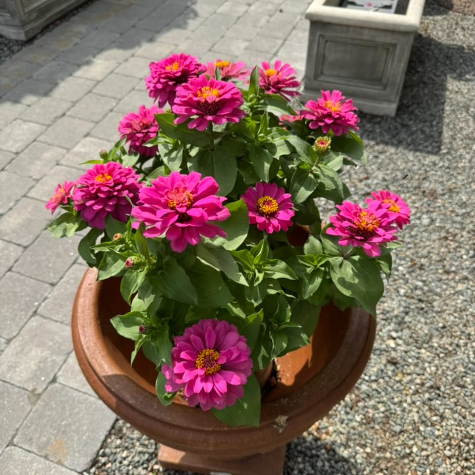 Vibrant pink flowers with yellow centers in a brown pot, on a patio with pavers and gravel.